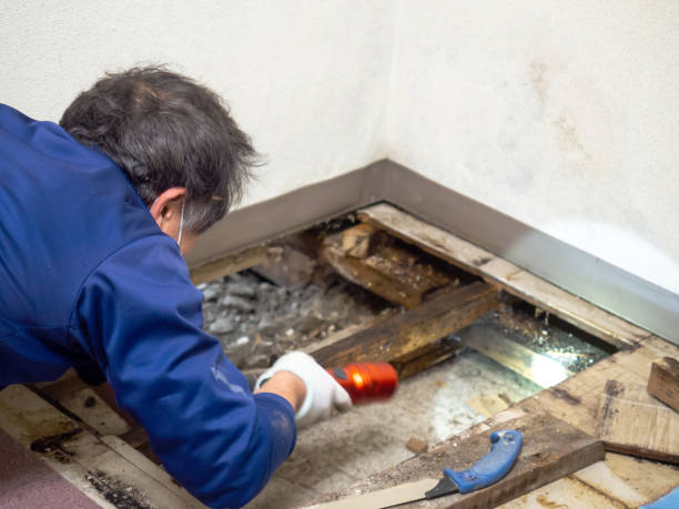 Best Emergency Mold Removal  in Marysville, CA