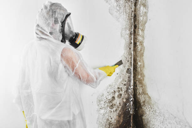 Best Mold Remediation  in Marysville, CA