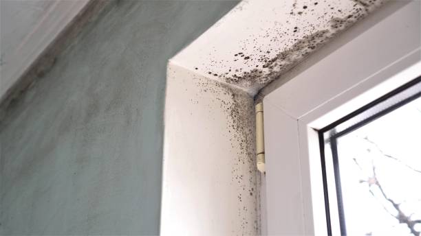Best Residential Mold Removal  in Marysville, CA