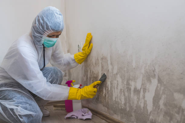 Best Home Mold Removal  in Marysville, CA