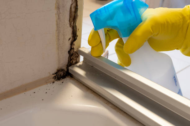 Best Commercial Mold Removal  in Marysville, CA