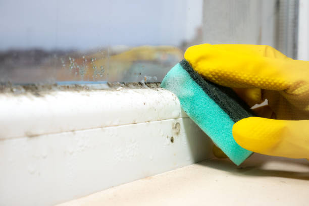 Best Certified Mold Removal  in Marysville, CA