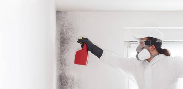Best Best Mold Removal Companies  in Marysville, CA