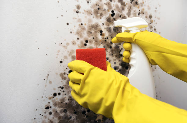 Best Professional Mold Removal  in Marysville, CA
