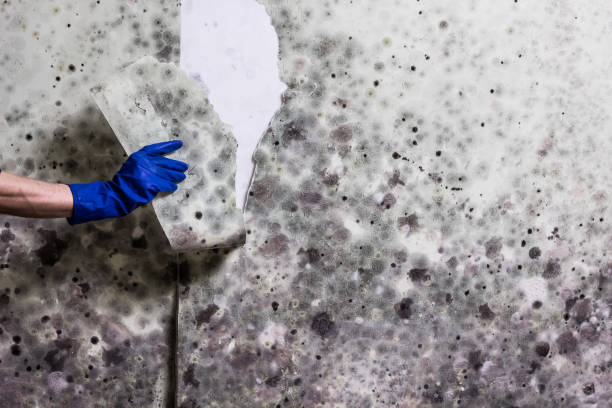 Best Same-Day Mold Removal  in Marysville, CA