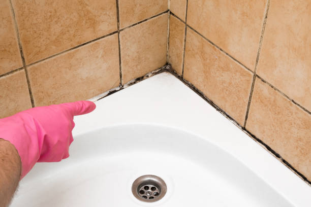 Home Mold Removal in Marysville, CA