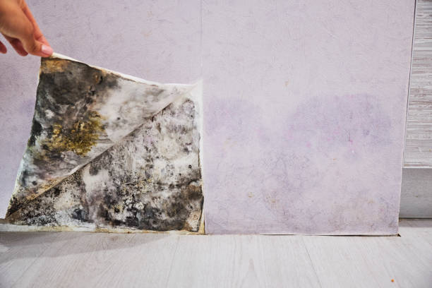 Certified Mold Removal in Marysville, CA